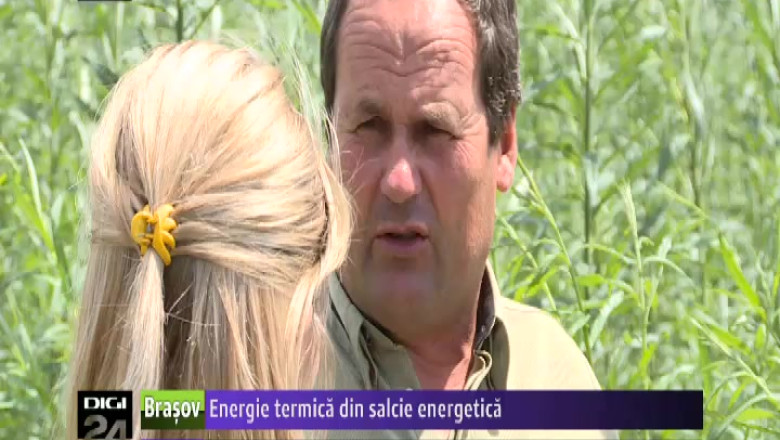 Energia termica din salcie energetica reduce factura la incalzire cu 50% Imagine