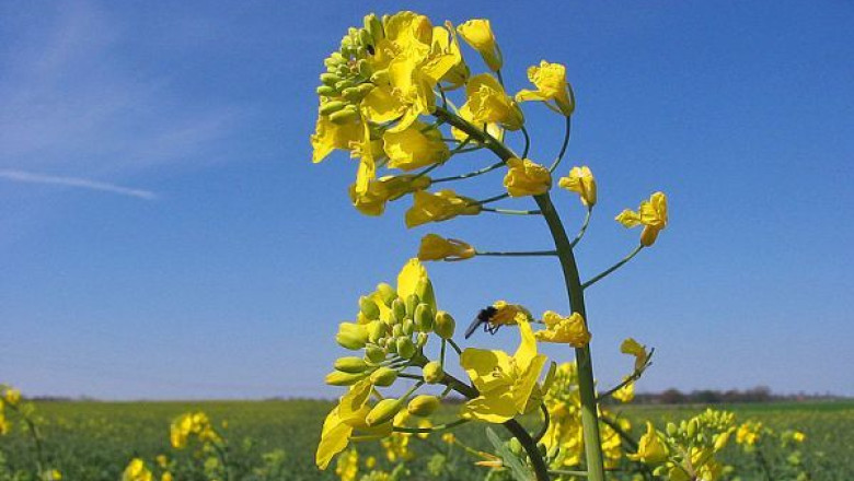 Energie in loc de mancare. De ce agricultorii romani se orienteaza tot mai mult catre cultivarea rapitei Imagine