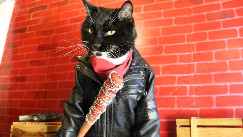 Este ziua internationala a pisicii. Animalul se afla de aproape 10.000 de ani langa oameni. De unde vine mitul celor "9 vieti" Imagine