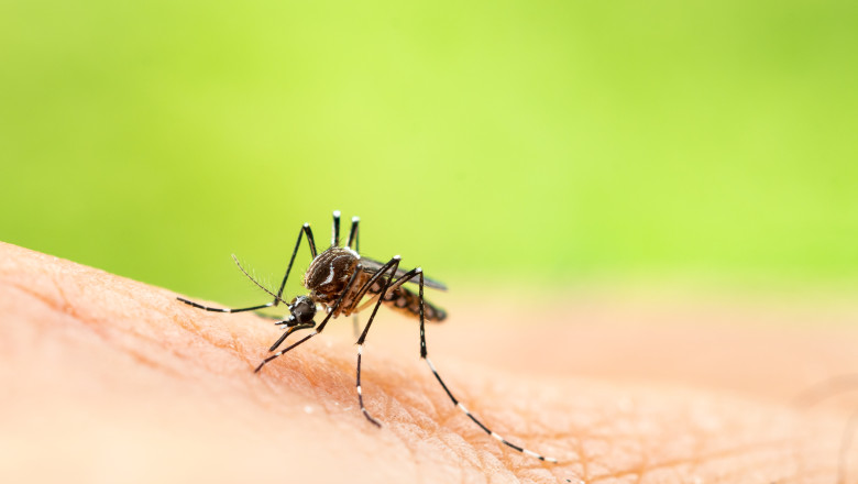 Europa, in pericol sa devina zona de risc pentru un virus transmis de tantari: „Sistemele de sanatate trebuie sa se pregateasca” Imagine