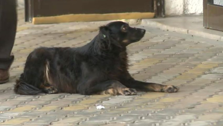 Eutanasierea cainilor, amanata. Guvernul nu a aprobat normele de aplicare a legii Imagine