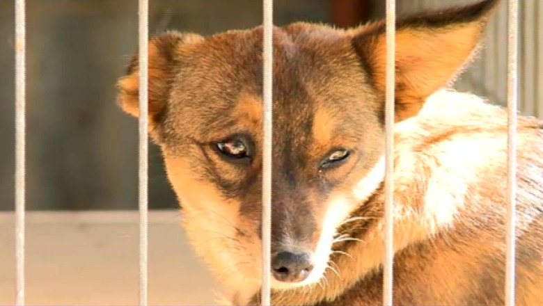 Eutanasierea cainilor continua. Mii de maidanezi vor fi ridicati de pe strazile Craiovei Imagine