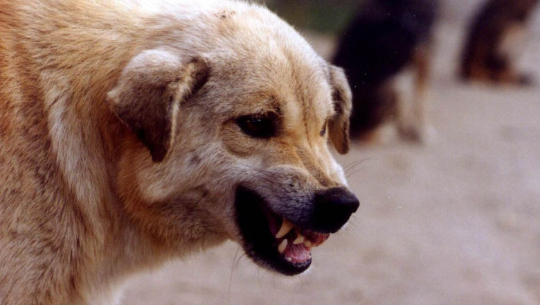 Eutanasierea cainilor, evitata in Brasov si Cluj-Napoca Imagine