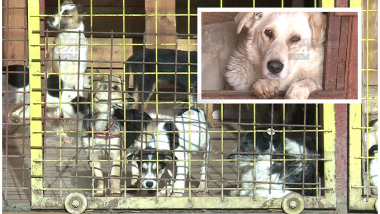 Eutanasierea cainilor maidanezi, amanata la Timisoara Imagine
