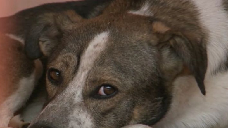 Eutanasierea maidanezilor, tot mai aproape. Care este situatia la Timisoara Imagine