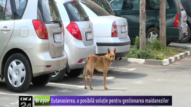 Eutanasierea, o posibila solutie pentru gestionarea maidanezilor  Imagine