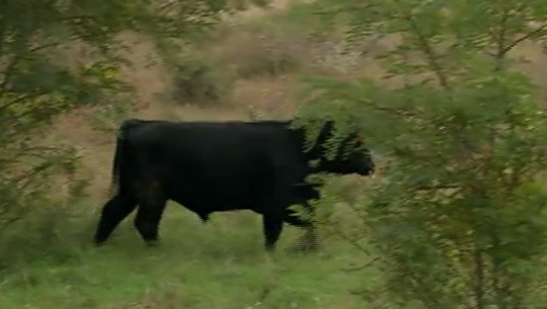 Evadarea vacilor australiene din Mehedinti. 51 de vite au rupt gardul fermei si au fugit Imagine