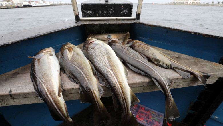 Evolutia ingrijoratoare a unei specii de peste pentru supravietui: codul din Marea Baltica se micsoreaza ca sa scape din plase Imagine