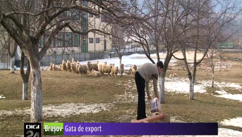 Exportul, varianta mai profitabila pentru oieri  Imagine