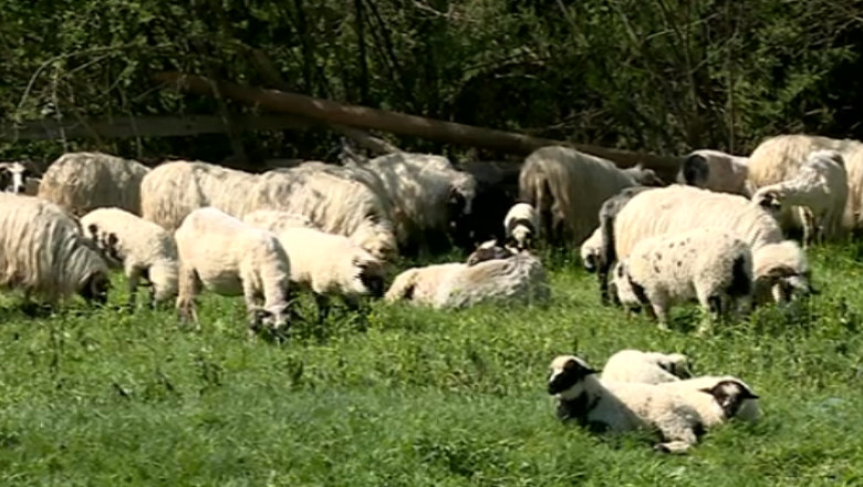 Exporturile de oi catre Turcia au fost reluate Imagine