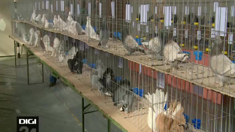 Expozitie de pasari si iepuri la Craiova   Imagine