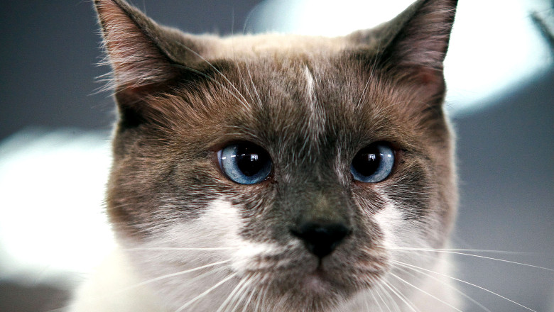 Expozitie de pisici de rasa in Capitala Imagine