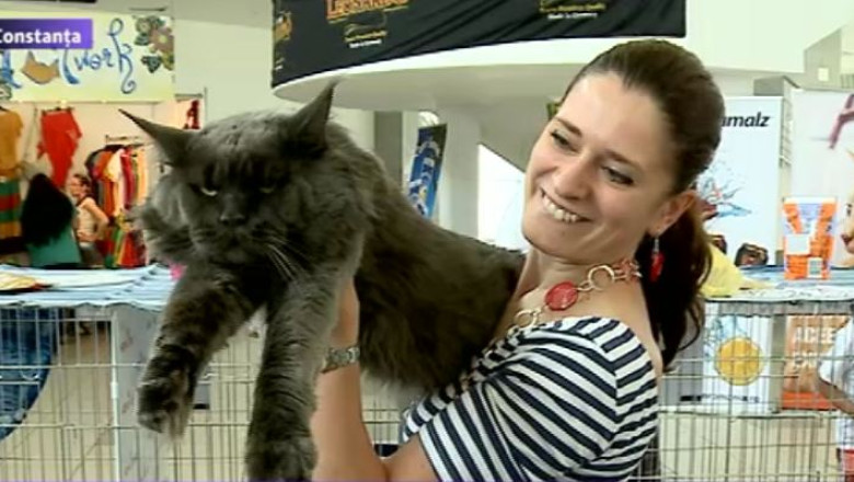 Expozitie de pisici de rasa la Mamaia Imagine