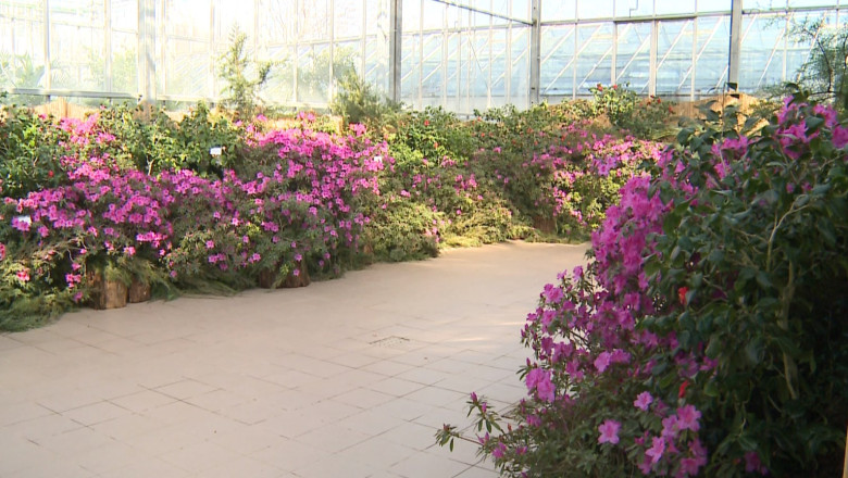 Expozitie de plante exotice la Gradina Botanica. Sute de flori pot fi admirate pana pe 8 martie Imagine