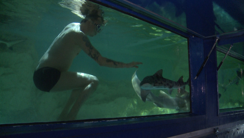 Expozitie de rechini la Oradea Imagine