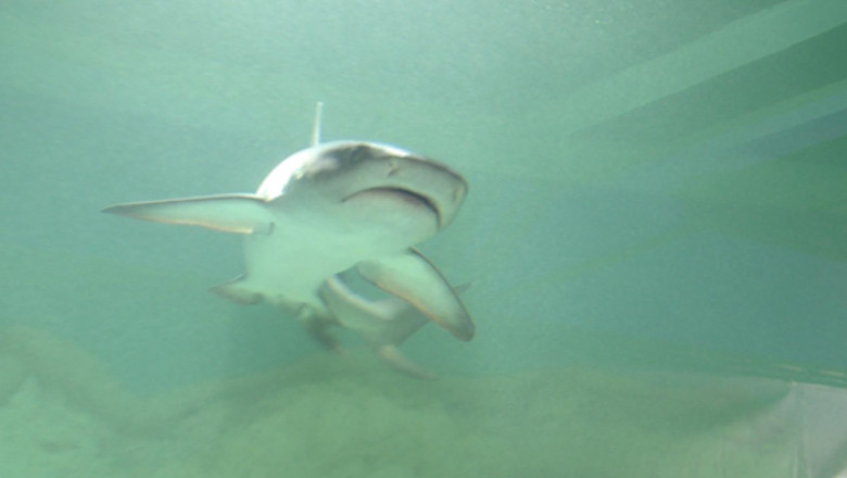 Expozitie de rechini vii, la Timisoara Imagine