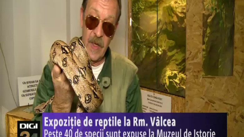 Expozitie de reptile la Rm. Valcea. Peste 40 de specii sunt expuse la Muzeul de Istorie Imagine