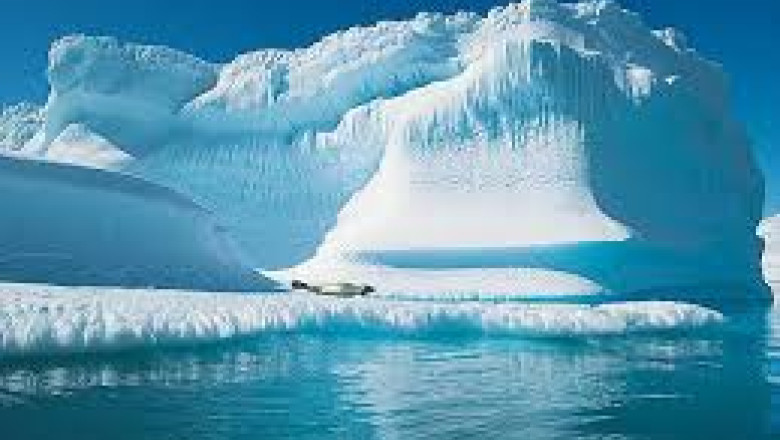 Expozitie la Universitate despre polii pamantului. Piesa de rezistenta: un urs de gheata de 450 kg Imagine