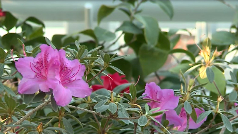 Expozitie spectaculoasa de camelii si azalee la Gradina Botanica din Iasi Imagine