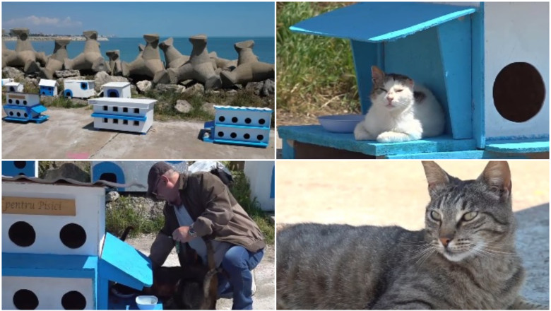 Faleza pisicilor, noua atractie turistica pe litoral. Statiunea de la malul marii, unde felinele abandonate au propria lor comunitate