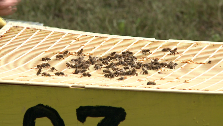 Familii de albine ucise cu insecticid Imagine