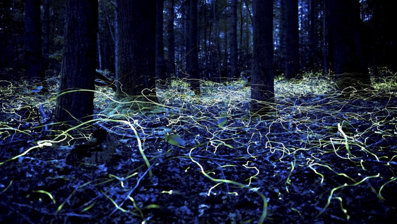 „Fantomele albastre” din Asheville: Cum ar putea o specie rara de licurici sa fie cheia refacerii unui oras devastat de uraganul Helene Imagine