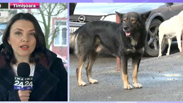 Fara hingheri in Timisoara. Contractul dintre primarie si firma de ecarisaj a expirat Imagine