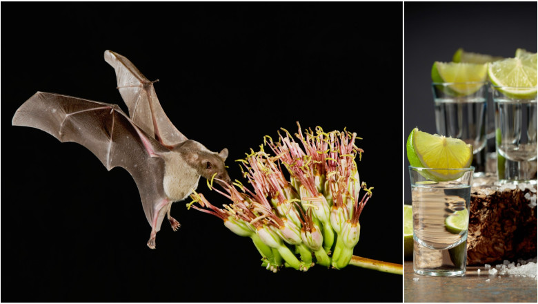 Fara lilieci, tequila ar disparea. Cum salveaza animalele bautura nationala a Mexicului Imagine