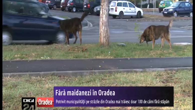 Fara maidanezi in Oradea: Potrivit administratiei locale, in oras mai sunt doar 100 de caini fara stapan Imagine