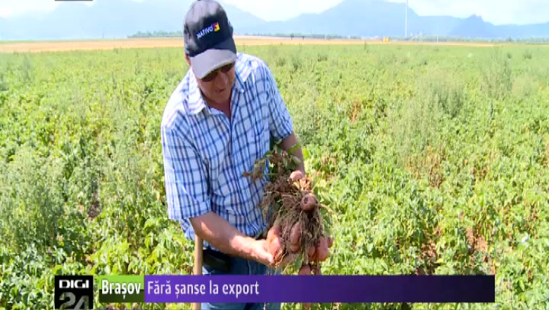 Fara sanse la export. Anul acesta, romanii vor pune pe masa mai multi cartofi din import Imagine