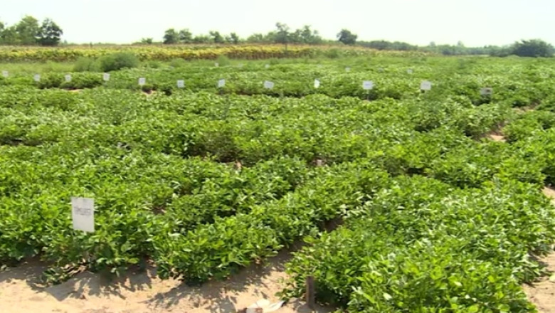 Fasolea africana cu pastaia de 15 boabe, testata la Dabuleni: Digestie mai usoara, lipsita de surprize Imagine