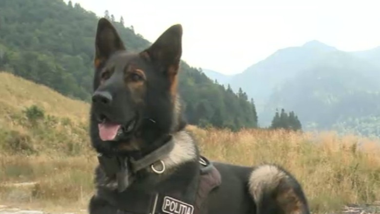 Fata disparuta in Retezat, cautata de sapte zile. Preotul organizator al taberei este urmarit penal Imagine