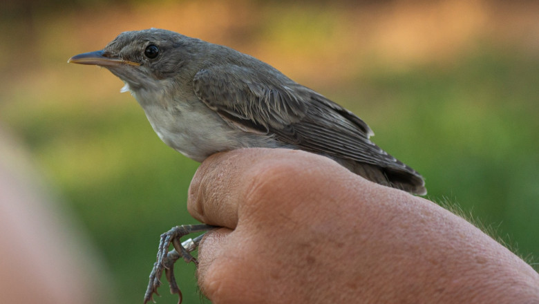 Fauna Romaniei s-a imbogatit: o noua specie de pasare a fost identificata la Agigea, intr-o arie naturala protejata Imagine