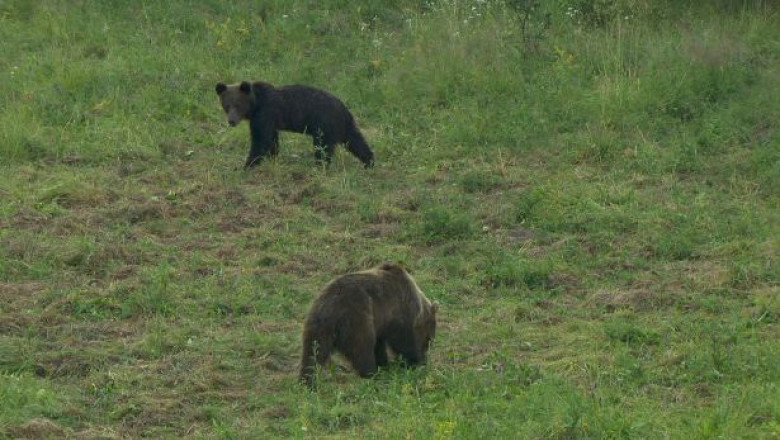 Femeie atacata de urs Imagine