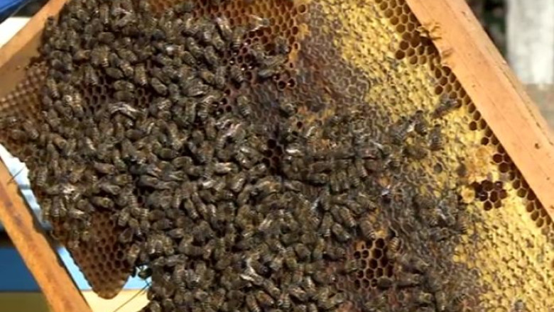 Femeie condamnata la patru luni de inchisoare pentru moartea a doua milioane de albine Imagine
