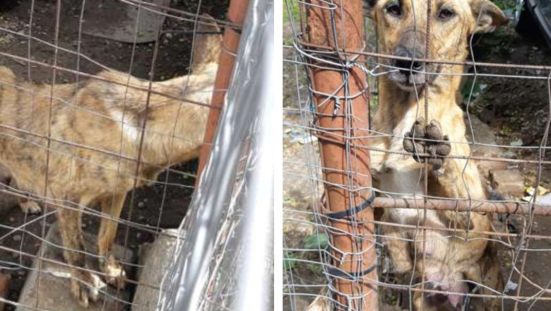 Femeie din Galati amendata cu 3.000 de lei pentru ca nu a avut grija de o catelusa cu 9 pui Imagine