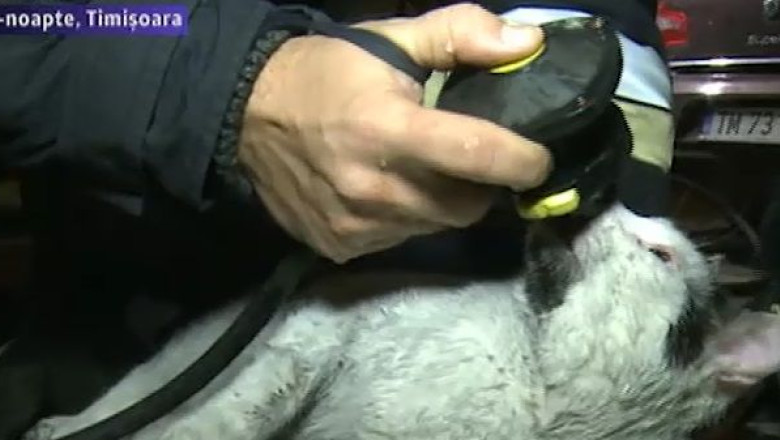 Femeie moarta intr-un incendiu. A fost salvata insa pisica Imagine