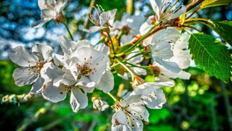 Fenomen ingrijorator in Arad: Ciresii au inflorit pentru a doua oara in acest an in mai multe zone din judet Imagine