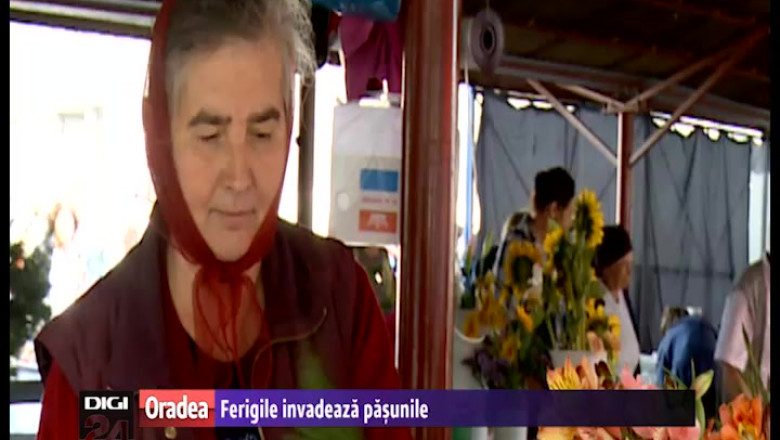 Ferigile invadeaza pasunile Imagine