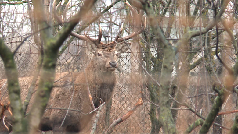 Ferma de animale salbatice, langa Iasi Imagine