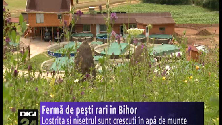 Ferma de pesti rari in Bihor Imagine