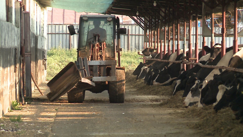 Ferma de vaci cu aer conditionat  Imagine