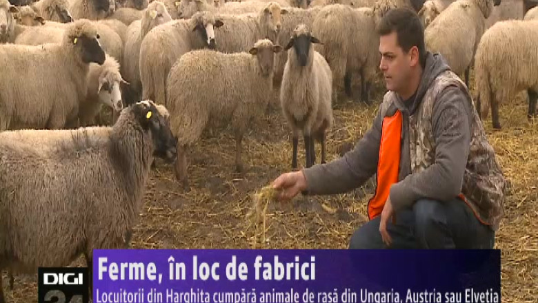 Ferme in loc de fabrici. Locuitorii din Harghita cumpara animale de rasa din Ungaria, Austria sau Elvetia Imagine