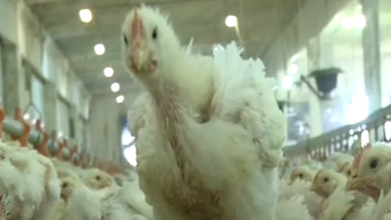 Fermele de pui au pierdut 25 milioane de euro dupa scandalul salmonela Imagine