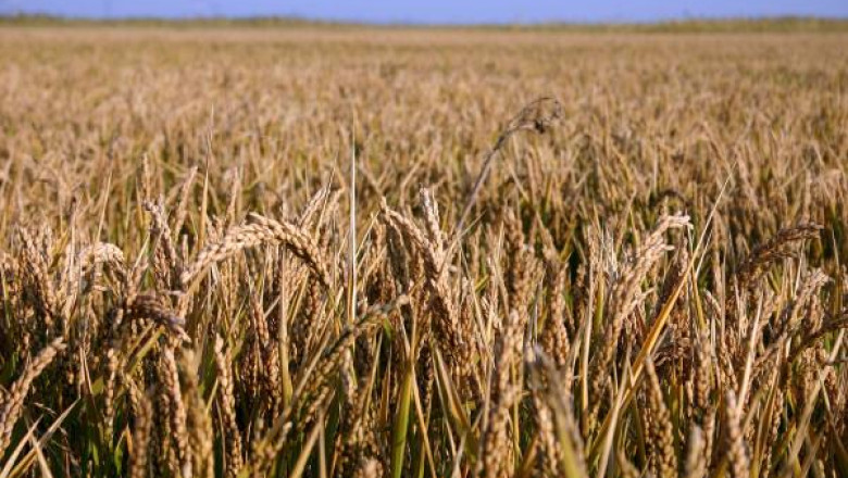 Fermieri din Cluj, suspectati de fals in acte pentru fonduri europene Imagine