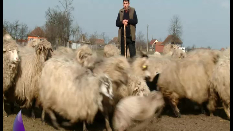 Fermieri la mila Guvernului. Crescatorii de animale din vest au trimis o scrisoare deschisa ministrului Agriculturii Imagine