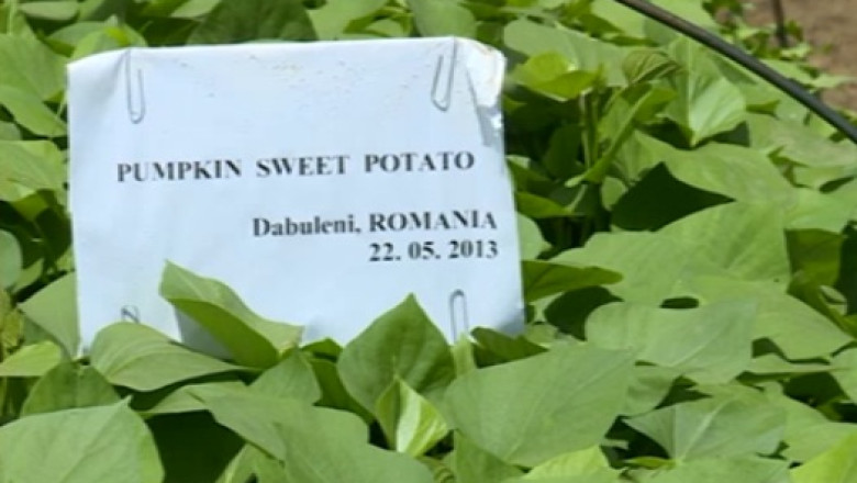 Fermierii din Dabuleni iau lectii de la coreeni si planteaza cartofi dulci Imagine