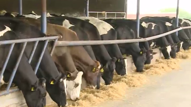 Fermierii isi vand vitele sau le sacrifica. Furajele sunt scumpe, iar laptele se da pe mai nimic, desi la raft ajunge la 10 lei litrul Imagine