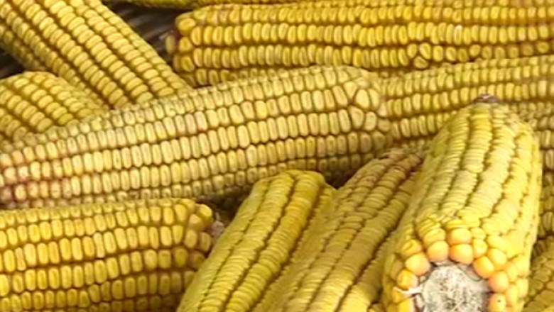 Fermierii se intorc la semintele romanesti Imagine