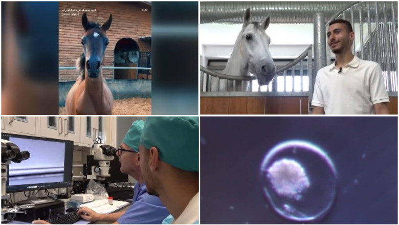 Fertilizare in vivo si mame surogat pentru a obtine cai pursange arabi. Tehnica studiata la Iasi este aplicata cu succes in Israel